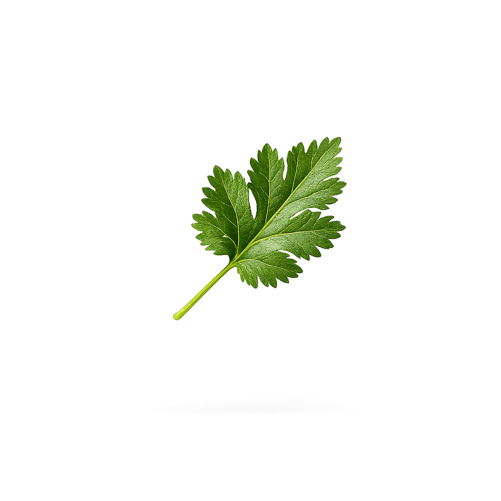 Coriander